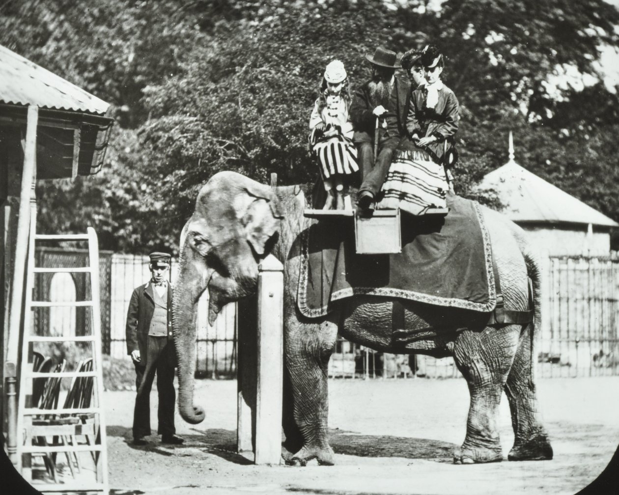 Zoological Gardens, Regents Park: elefant med vuxna och barn på en tur, London Zoo, 1894 av English Photographer