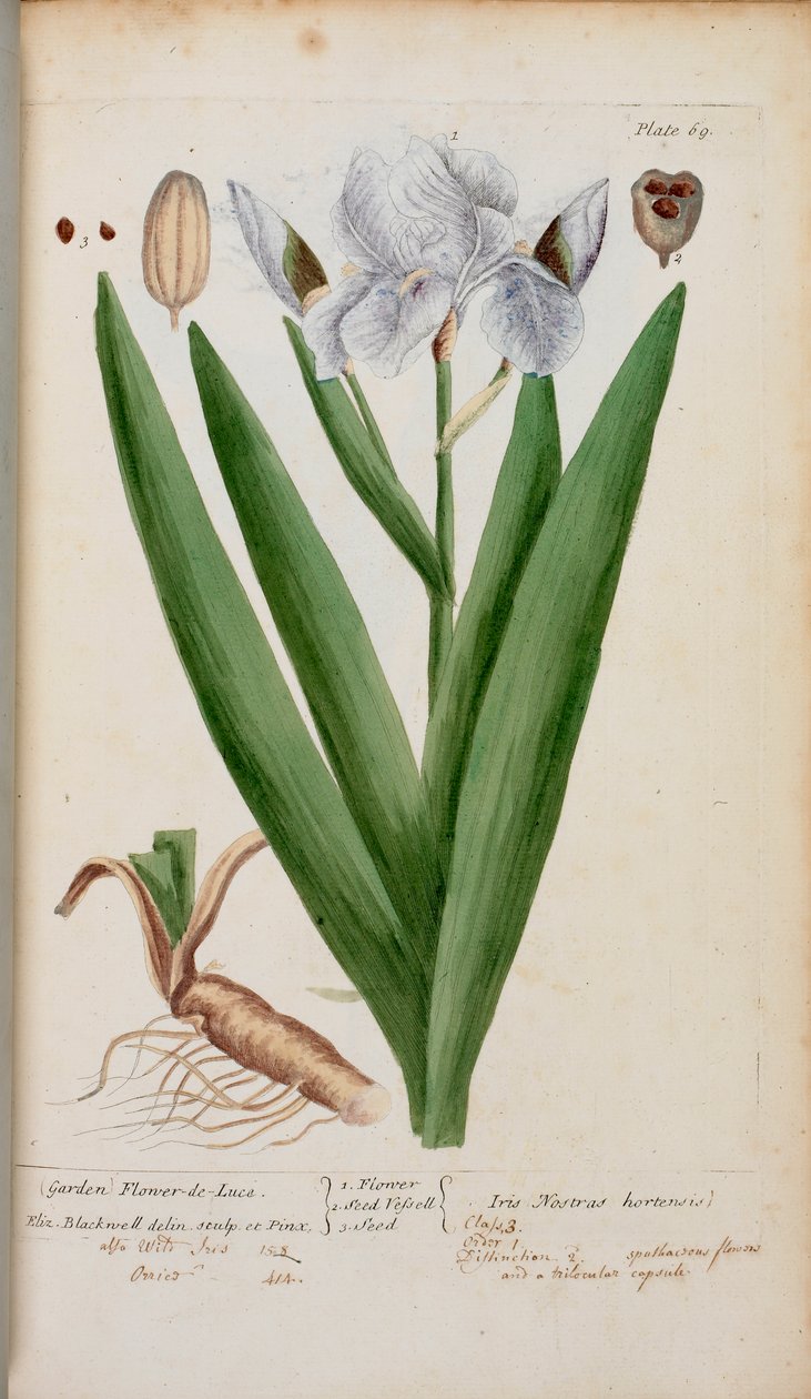 (Trädgård) Flower-de-Luce. En iris, från "A Curious Herbal..." av Elizabeth Blackwell av English School