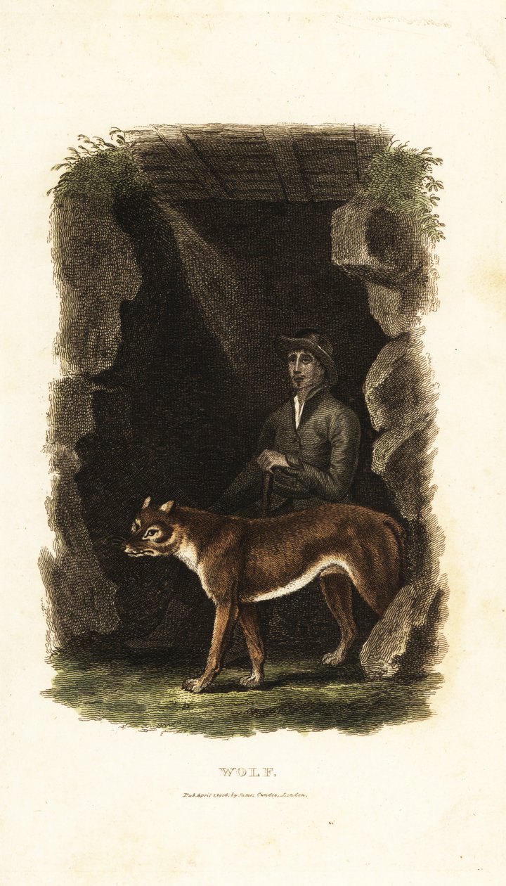 Engelsk gentleman från 1700-talet och hans tama varg, Canis lupus, i ingången till en grotta av English School