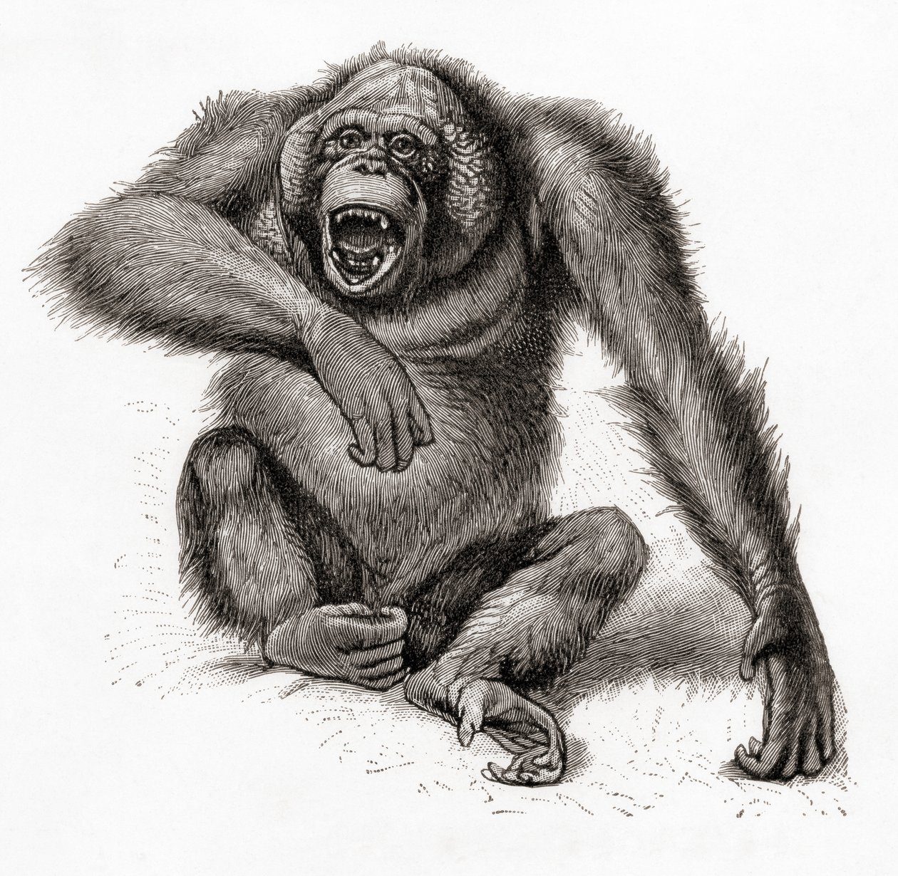 En orangutang från Borneo, Pongo pygmaeus, även stavad orangutang, orangutang eller orangutang. Från Meyers Lexicon, publicerad 1924 (tryckt) av English School