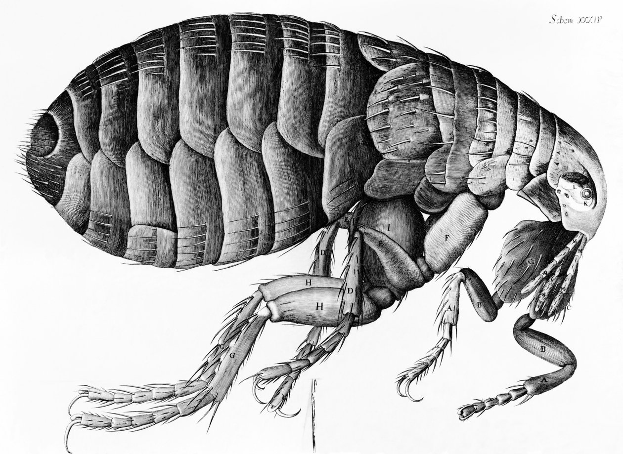 A Flea from Microscope Observation af Robert Hooke (1635-1703), 1665 swed av English School