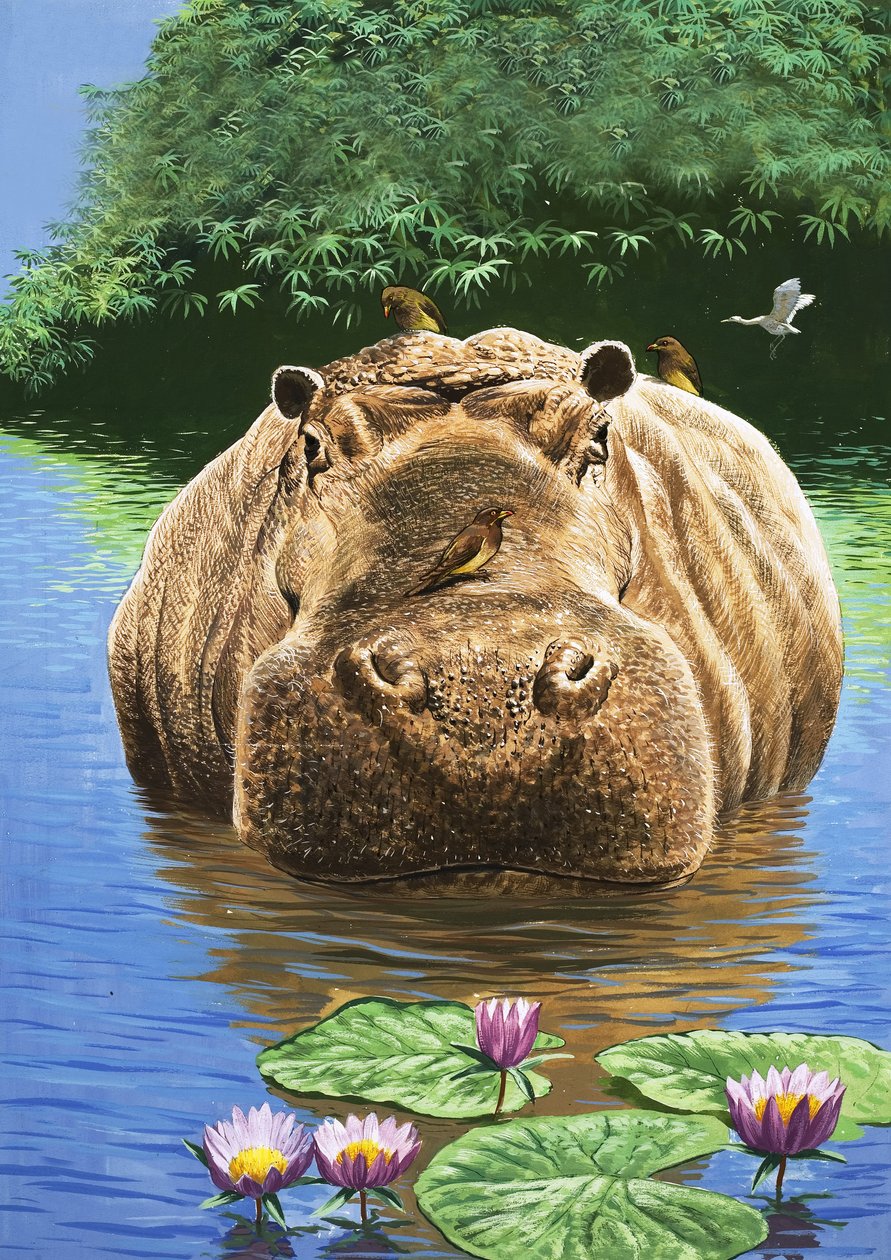 En lycklig flodhäst, illustration från "Nature