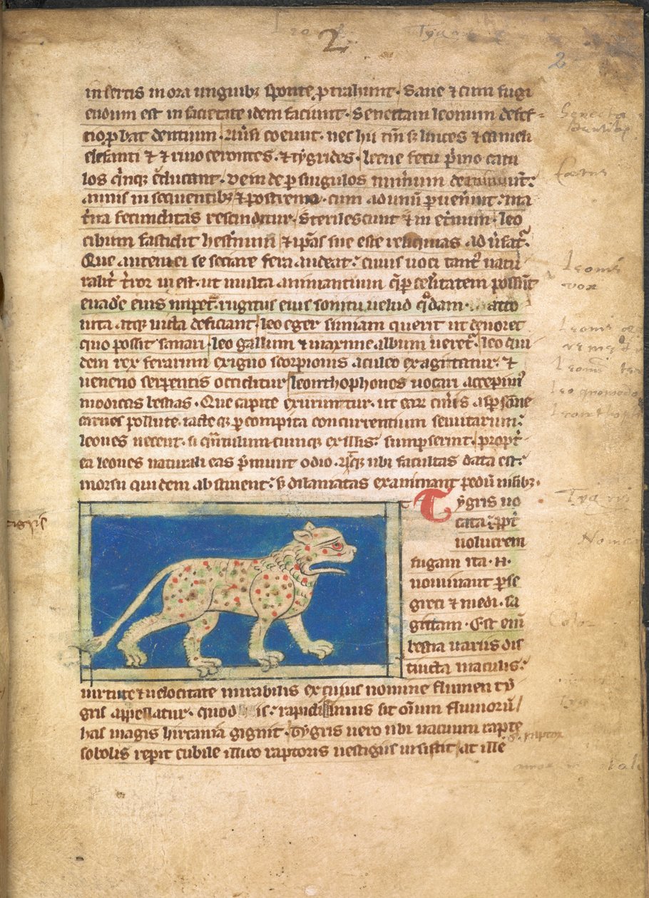 En tiger, från Sloane 3544, f.2 (pergament) av English School