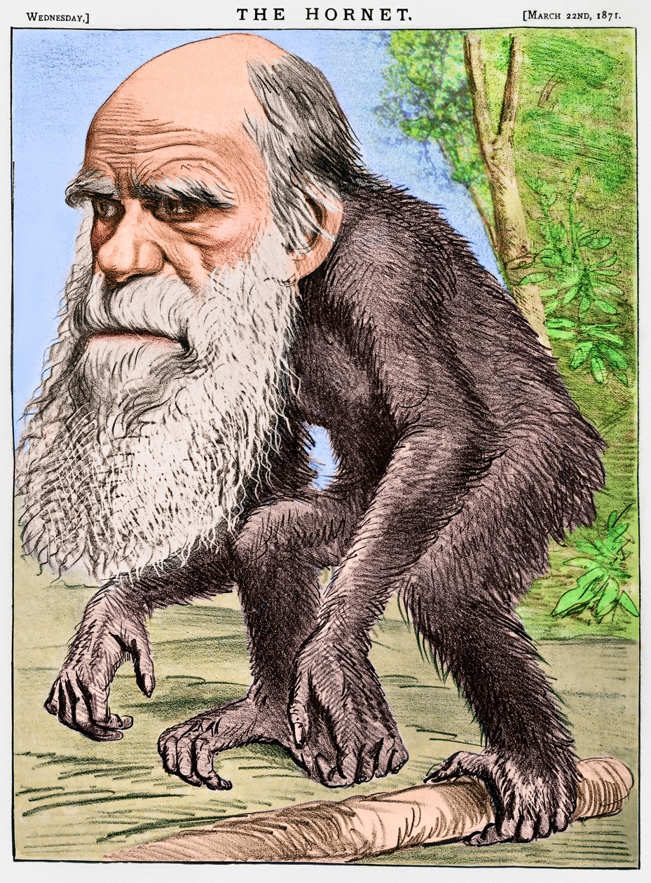 "A Venerable Orang-outang", en karikatyr av Charles Darwin som en apa av English School