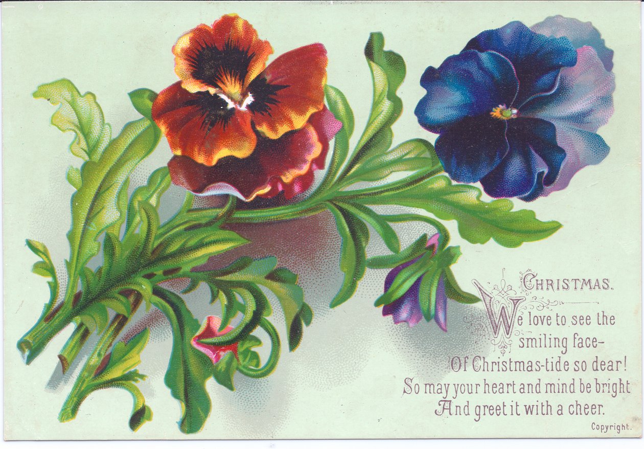 Ett viktorianskt julkort av en spray på penséer, c.1880 av English School