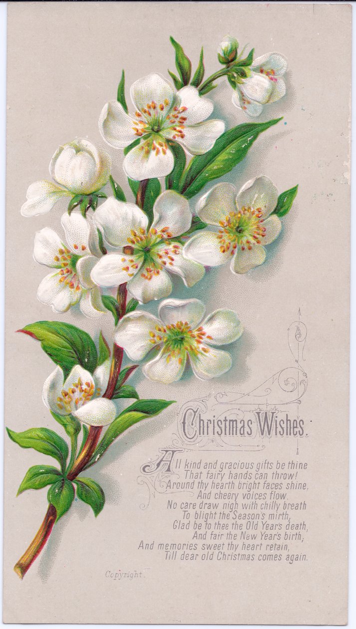 Ett viktorianskt julkort med en spray av julrosor och en vers, c.1880 av English School