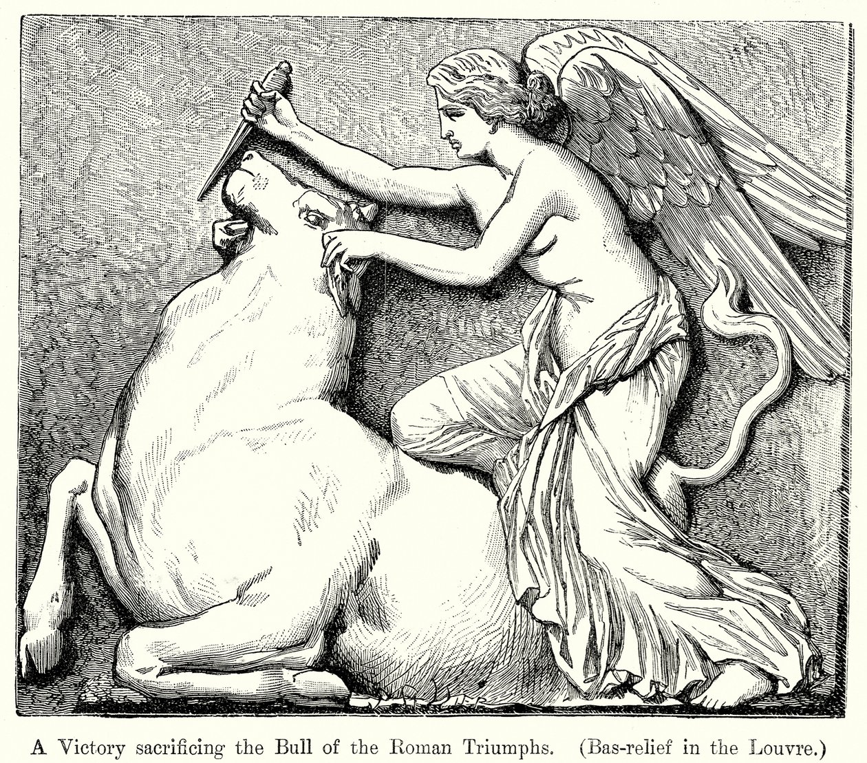 En segrare som offrar tjuren i de romerska triumferna. (Bas-Relief i Louvren) (gravyr) av English School