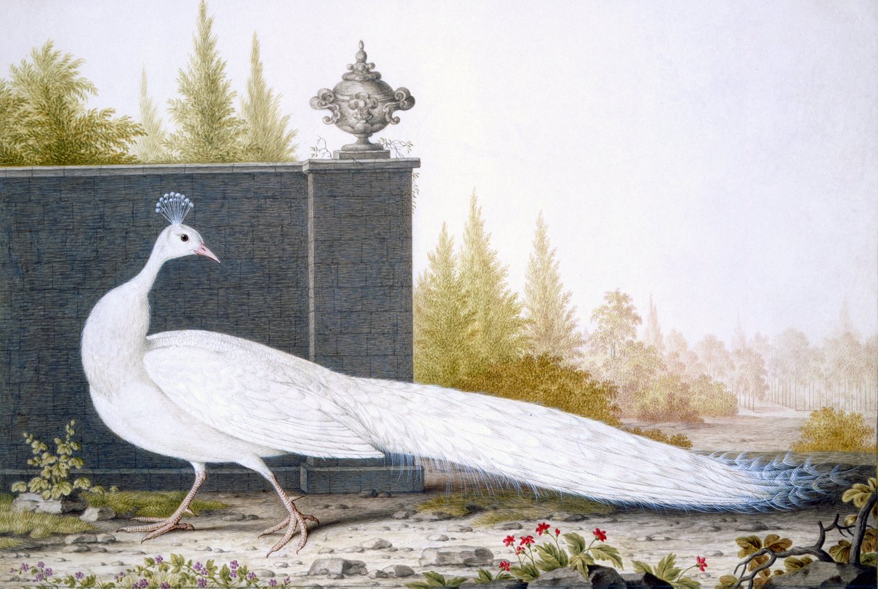 En vit Peahen av English School