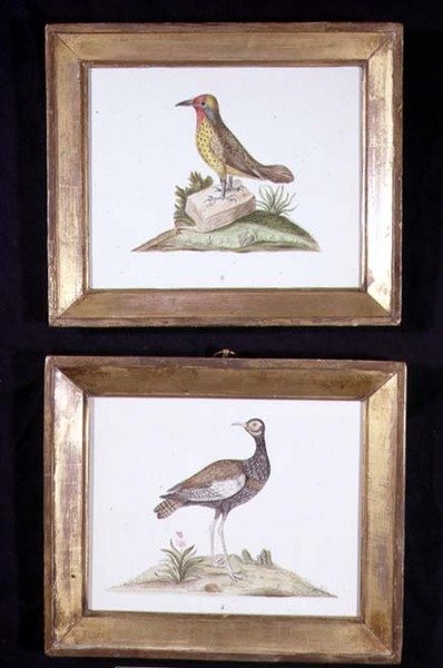 En hackspett och en ripa, ca 1800 (akvarell på papper) av English School