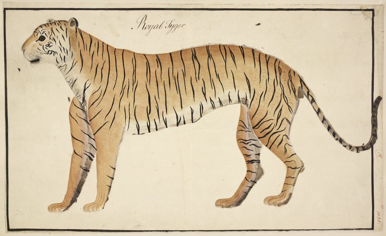 En kunglig tiger från Serfagee of Tanjores samling av English School