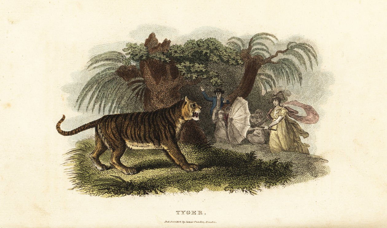 En tiger, Panthera tigris, skräms bort av en engelsk kvinna som viftar med ett paraply av English School