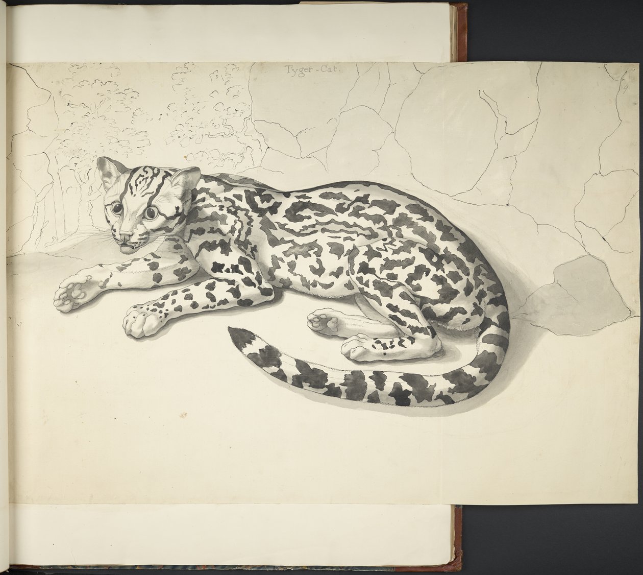 Lägg till MS 11807 f.9 Tyger Cat, från 