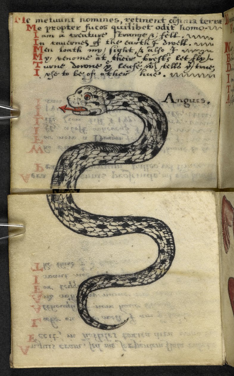 Lägg till MS 57312 f.4 spelbok (bläck & färg på veläng) av English School