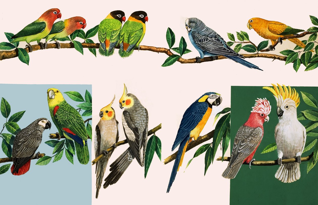 Alla möjliga vackra papegojor, illustration från "Once Upon a Time av English School