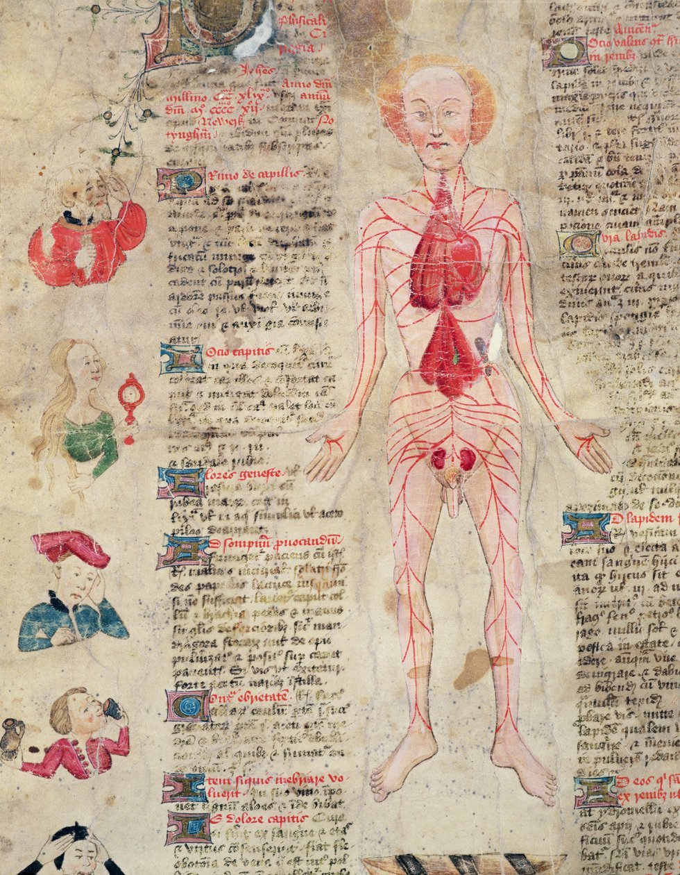 Anatomiskt diagram, från De arte phisicali e de cirugia av John Arderne, 1412 av English School