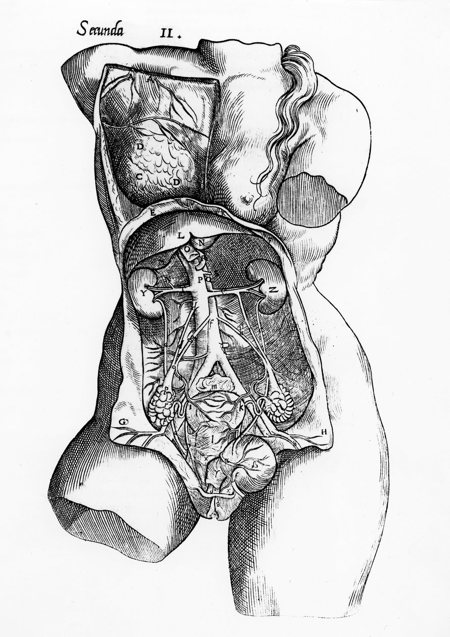 Anatomisk studie av den kvinnliga människokroppen av English School