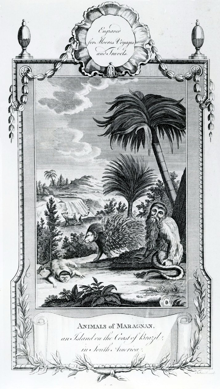Animals of Maragnan, illustration hämtad från Moores Voyages and Travels, 1778 av English School