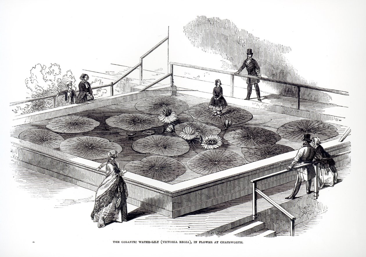 Annie Paxton på Victoria regia näckros i Great Conservatory i Chatsworth, 1849 av English School