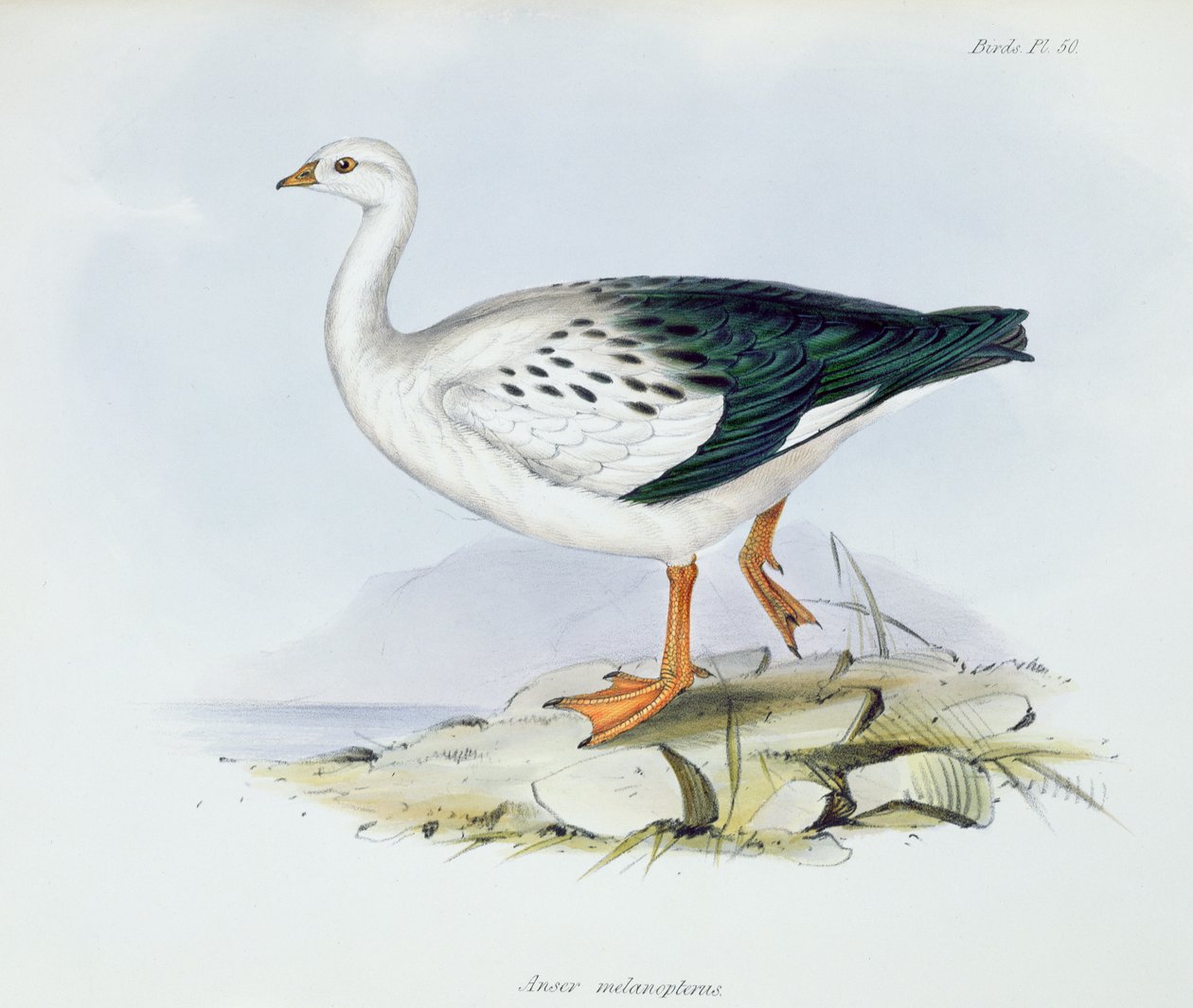 Anser Melanopterus, från The Zoology of the Voyage of H.M.S. Beagle 1832-36, av Charles Darwin (1809-92), 1840 av English School