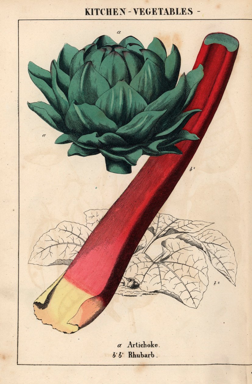 Kronärtskocka hjärta och röd rabarber   , från "The Instructive Picturebook, or Lessons from the Vegetable World," [Charlotte Mary Yonge], Edinburgh av English School