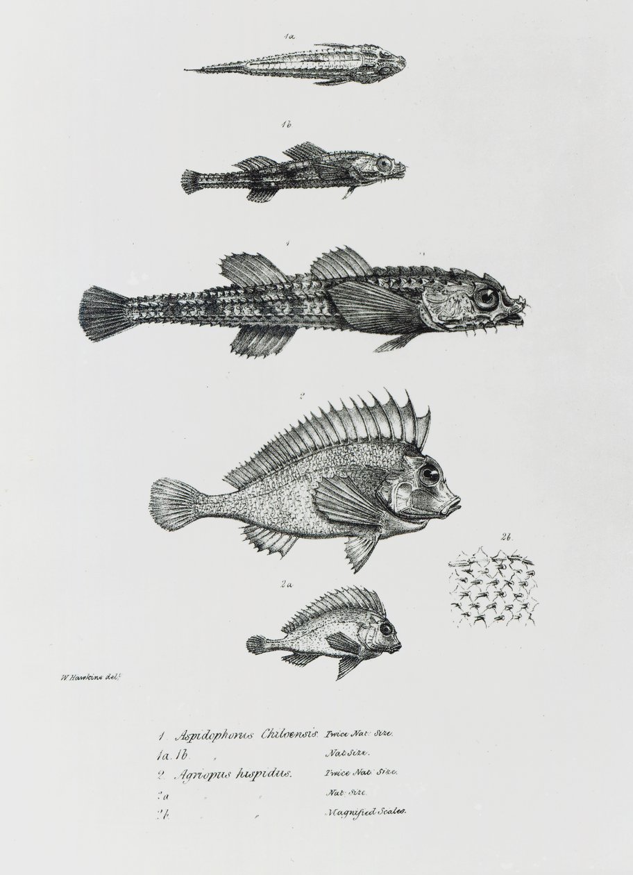 Aspidophorus Chiloensis och Agriopus Hispidus, plåt 7 från 