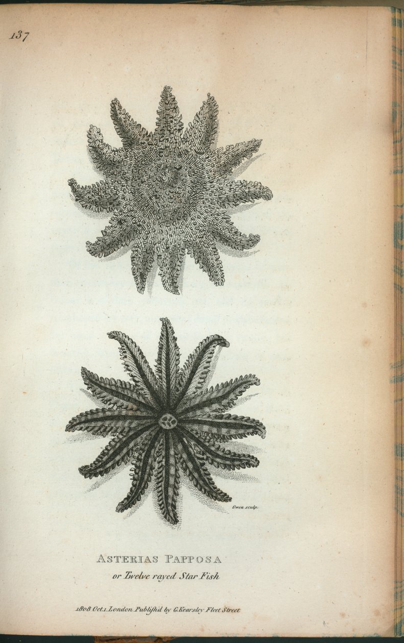 Asterias Papposa eller tolvstrålade stjärnfisk, från "Zoologiska föreläsningar hållna vid den kungliga institutionen åren 1806 och 1807" av George Shaw av English School