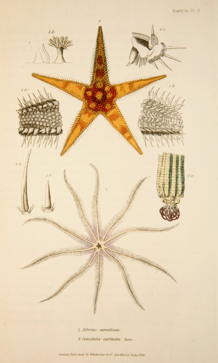 Asterias aurantiaca och Comatula carinata, pub. 1833 Handkolorerad gravyr. av English School