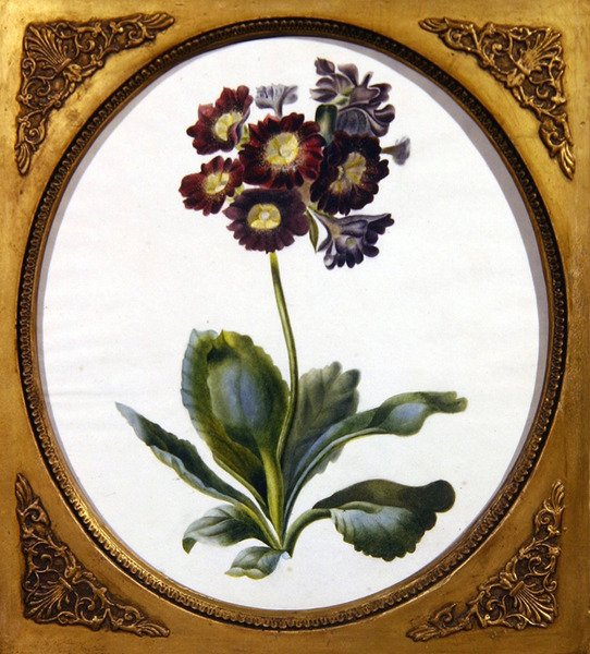 Auricula, ca 1850 (akvarell på papper) av English School