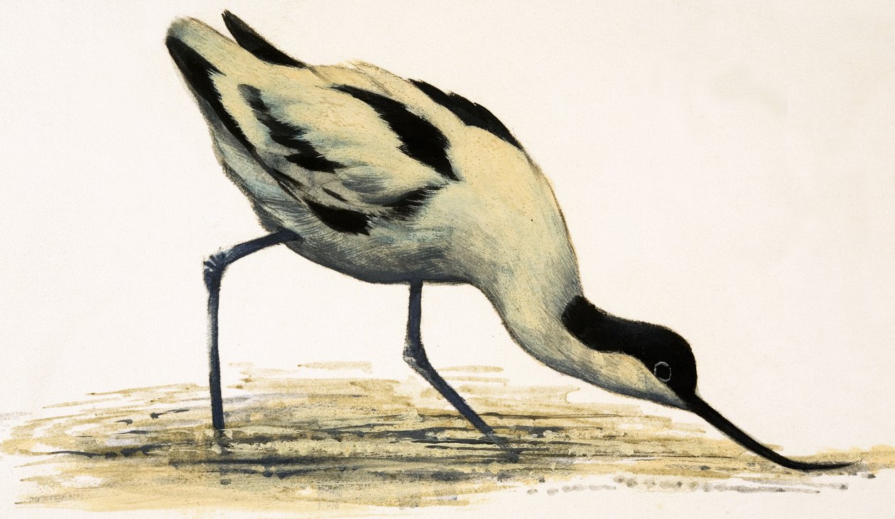 Avocet av English School