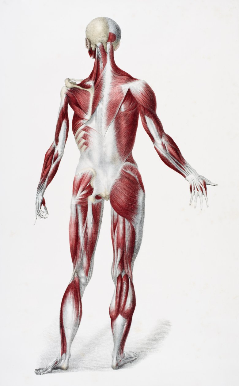 Baksidan av den manliga människokroppen som visar muskler senor och ben, från The Vessels of the Human Body, redigerad av Jones Quain och William Wilson, publicerad av Taylor och Watson, London 1837 (färg litho av English School