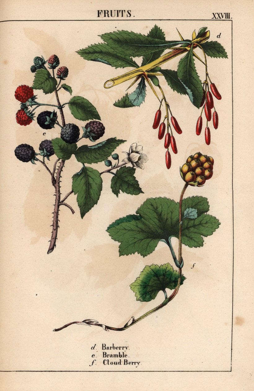 Berberis, bramble och molnbärsfrukt   , från "The Instructive Picturebook, or Lessons from the Vegetable World," [Charlotte Mary Yonge], Edinburgh av English School