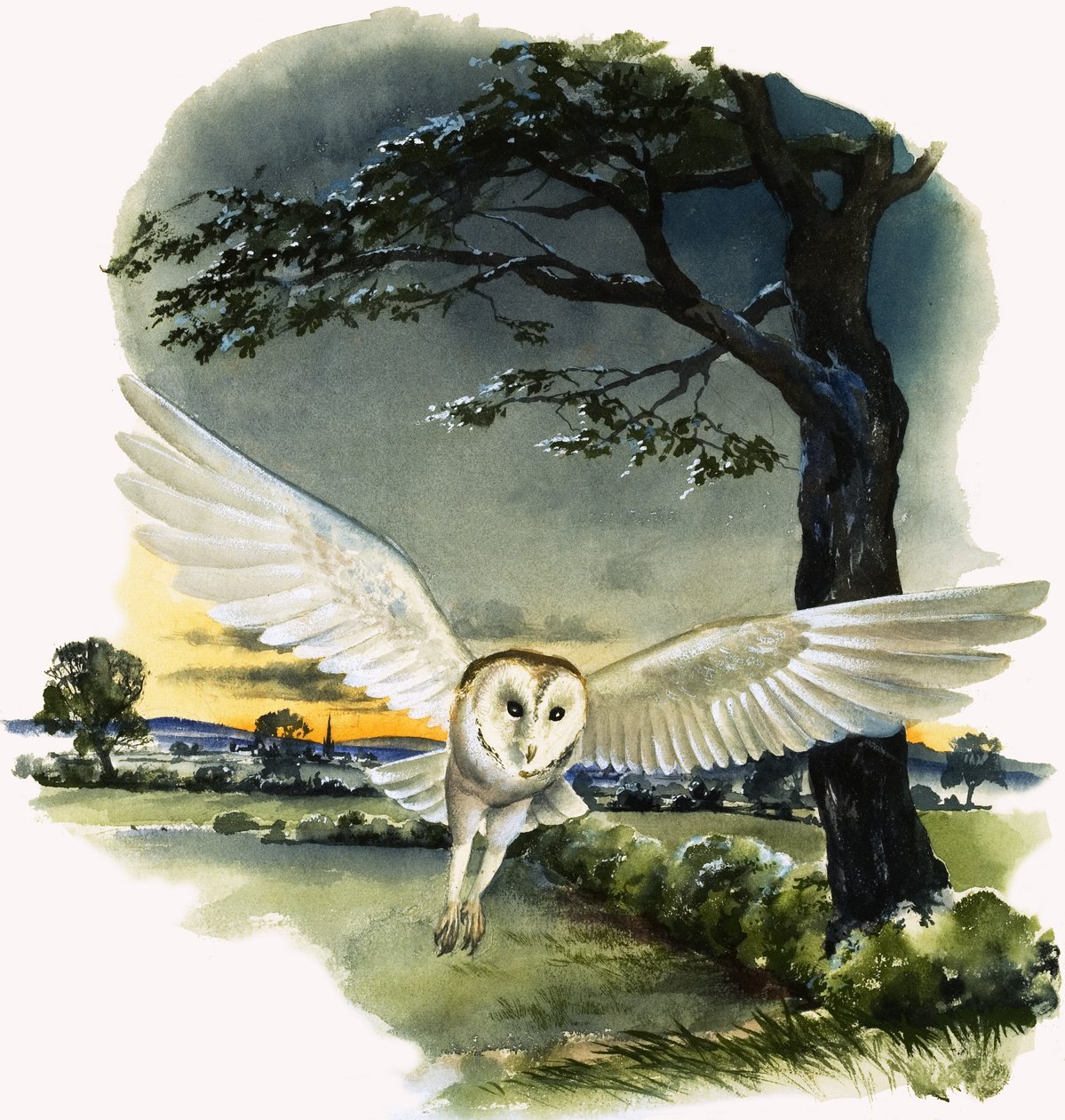 Slaguggla i flykt, illustration från "Peeps at Nature av English School