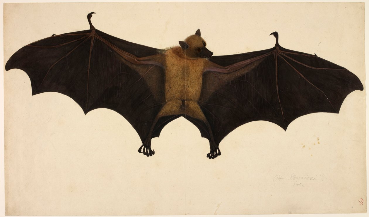 Fladdermus, från Francis Buchanan Collection, c.1804 (akvarell och gouache på papper) av English School