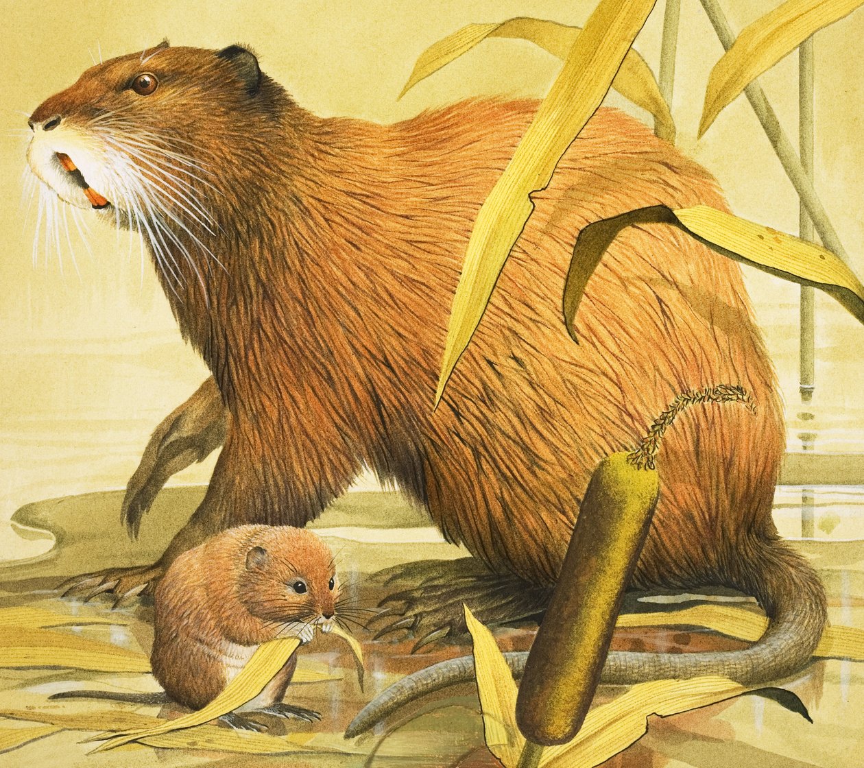 Beautiful Rodents (gouache på papper) av English School