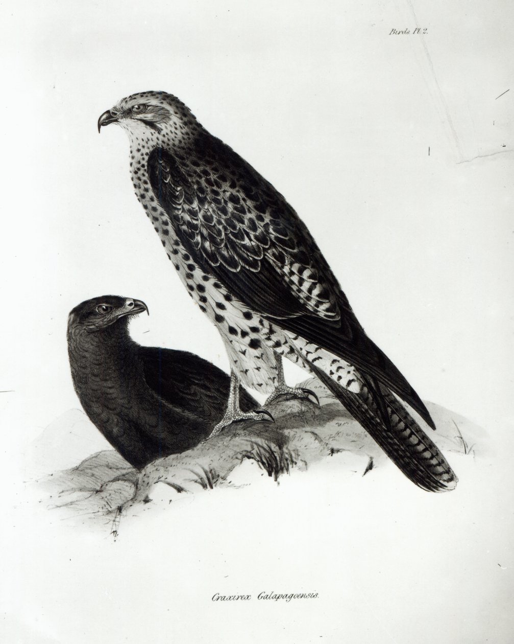 Birds of Prey, ipu 2 mai le 