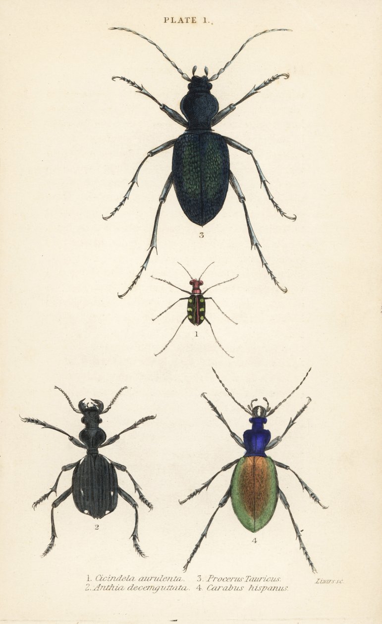 Blåfläckig eller guldfläckig tigerbagge, Cicindela aurulenta 1, sabeltandad markbagge, Anthia decemguttata 2, stor violmarkbagge, Carabus scabrosus tauricus 3 och markbeta, Carabus hispanus 4 av English School