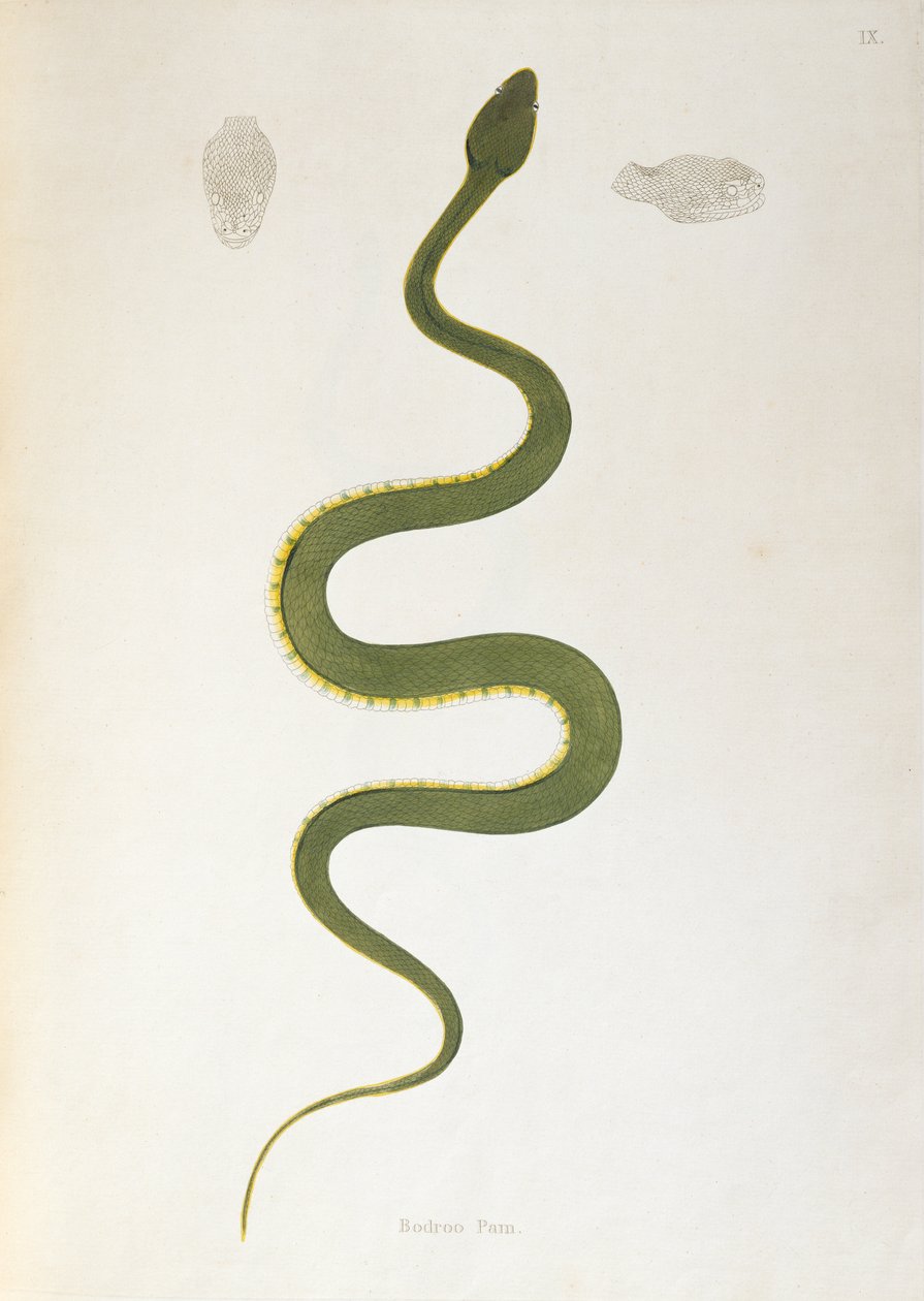 Bodroo Pam Snake från An Account of Indian Serpents samlad från Coromandels kust av Patrick Russell, London, 1796 av English School