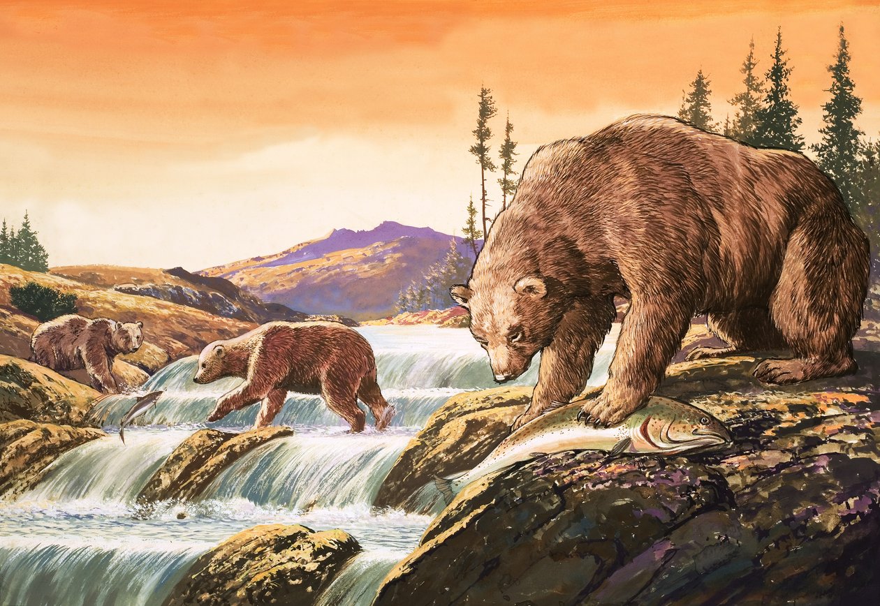 Brunbjörnar från Alaska, illustration från "Nature