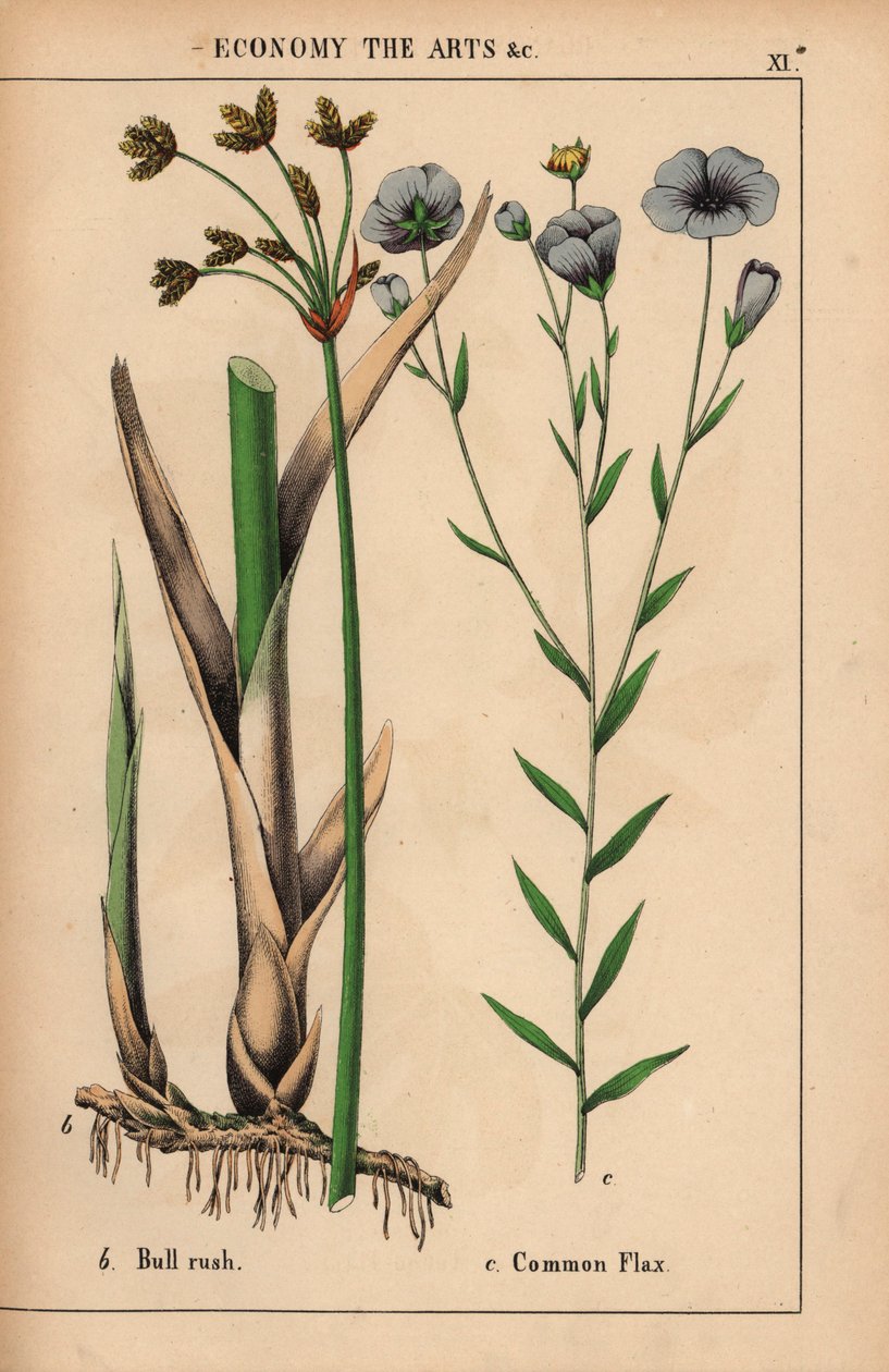 Tjurrusa eller tjurbuske Cyperus och vanlig linväxt med blå blommor Linum usitatissimum.  , från "The Instructive Picturebook, or Lessons from the Vegetable World," [Charlotte Mary Yonge], Edinburgh av English School
