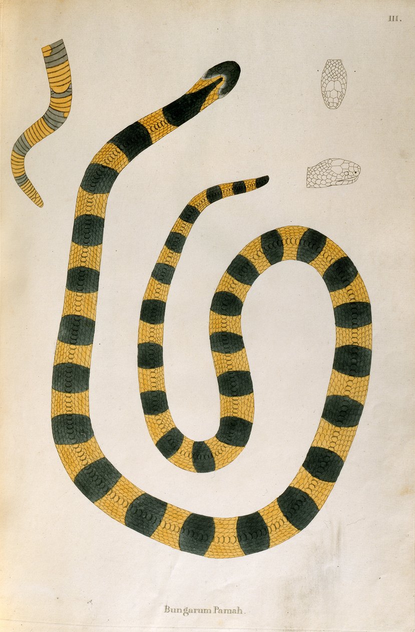 Bungarum Pamah Snake från An Account of Indian Serpents samlad från Coromandels kust av Patrick Russell, London, 1796 av English School