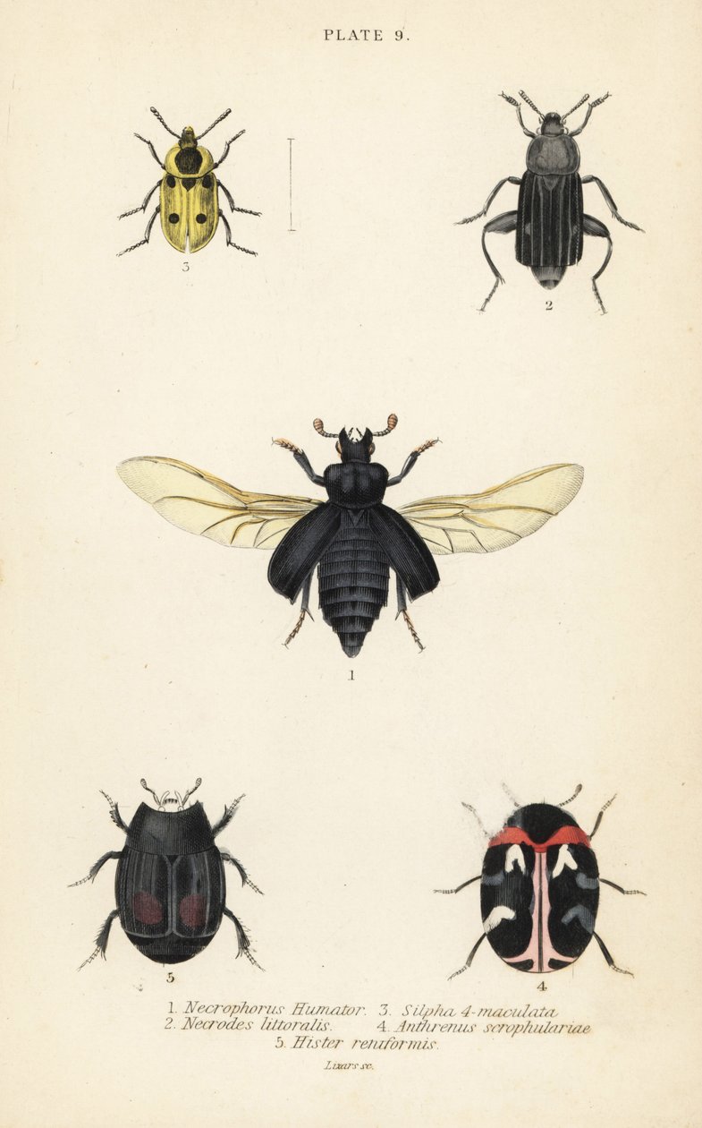Begravningsbagge, Nicrophorus humator 1, kadaver, Necrodes littoralis 2, Dendroxena quadrimaculata 3, mattbagge, Anthrenus scrophulariae 4 och Hister quadrimaculatus var av English School
