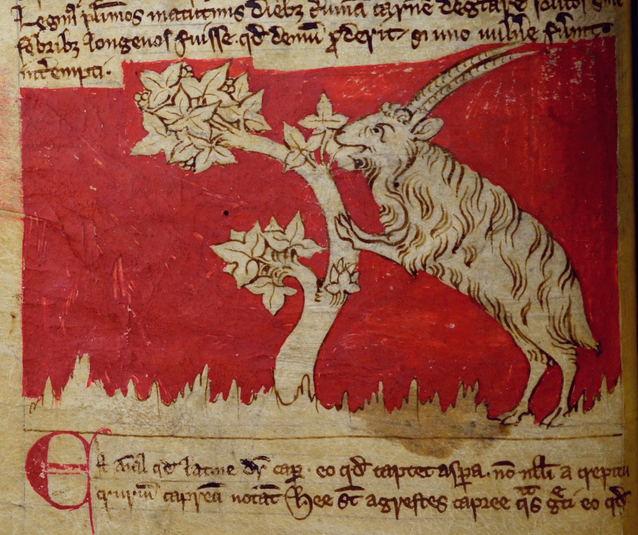 CCA-LitMs/D/10 fol.1v Get, från Bestiary av English School