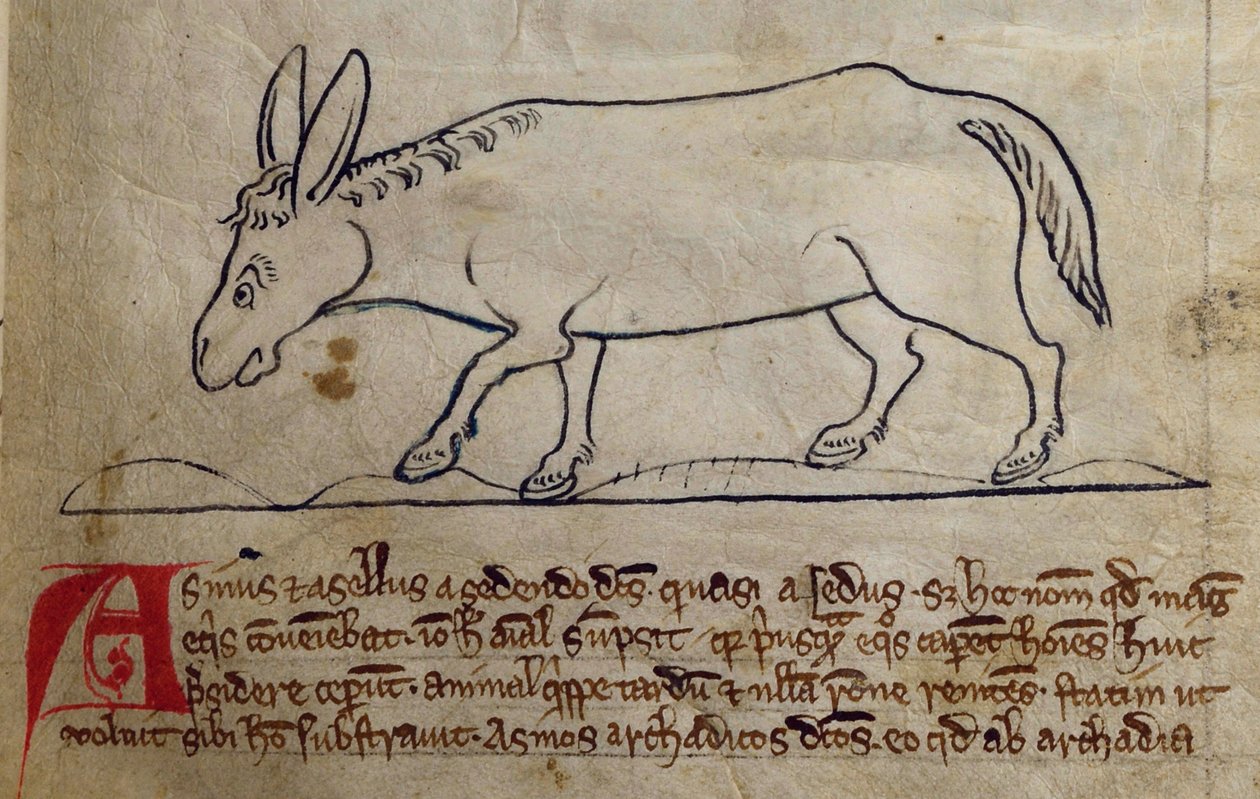 CCA-LitMs/D/10 fol. 10r Ass, från Bestiary av English School