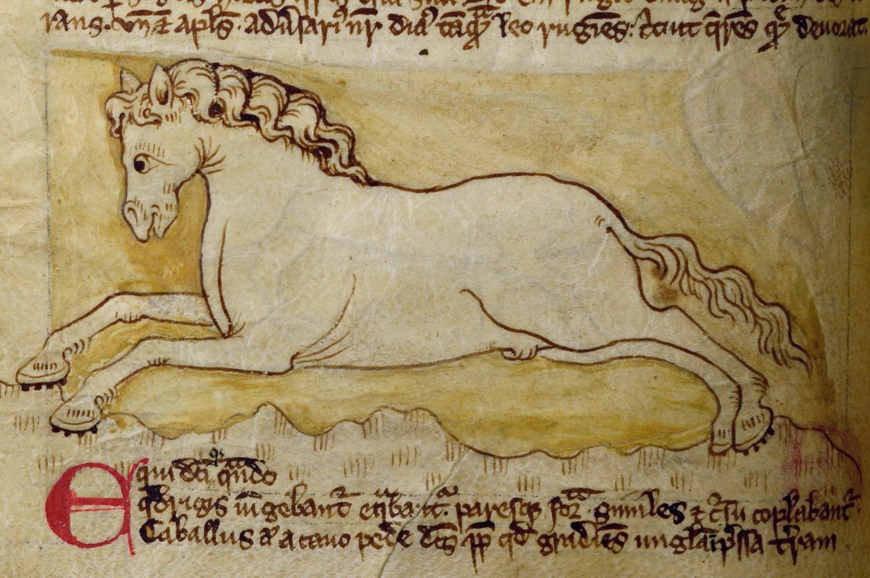 CCA-LitMs/D/10 fol. 10r Häst, från Bestiary av English School