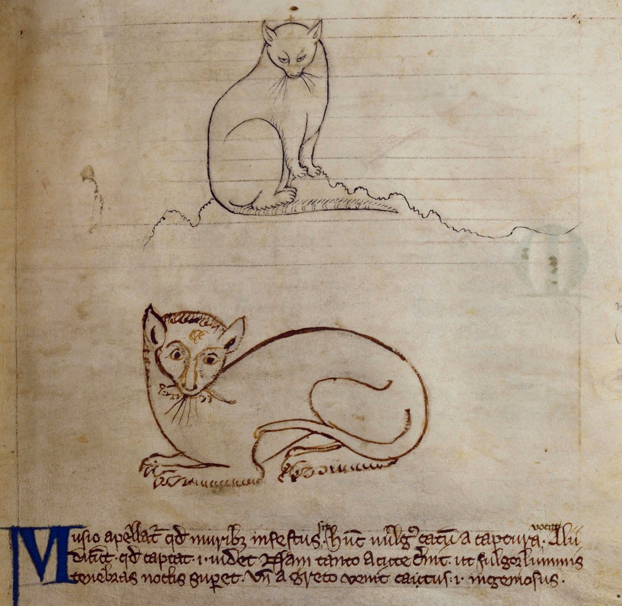 CCA-LitMs/D/10 fol. 11r Cat, från Bestiary av English School