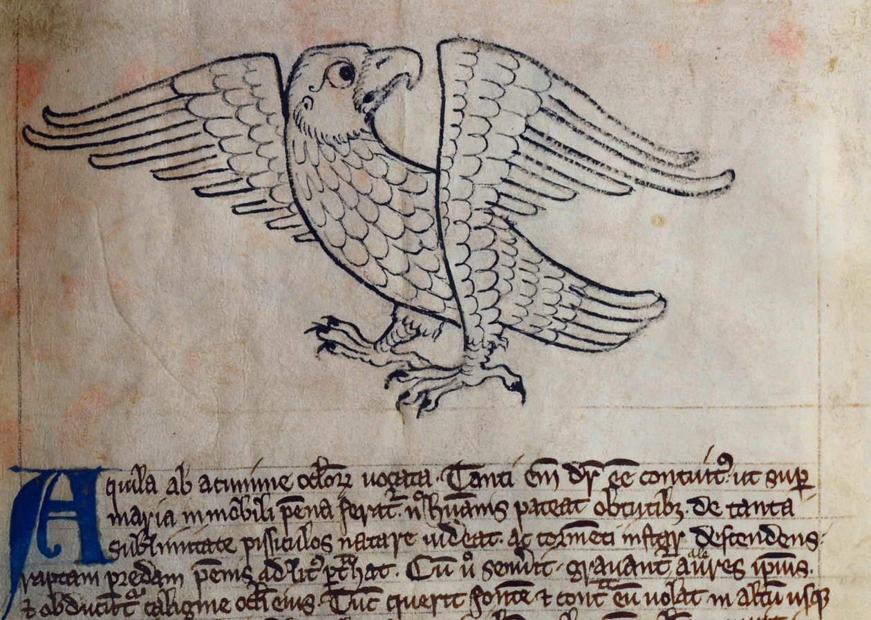 CCA-LitMs/D/10 fol. 13r Eagle, från Bestiary av English School
