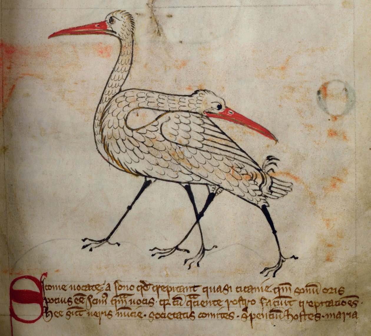 CCA-LitMs/D/10 fol. 15r Stork, från Bestiary av English School