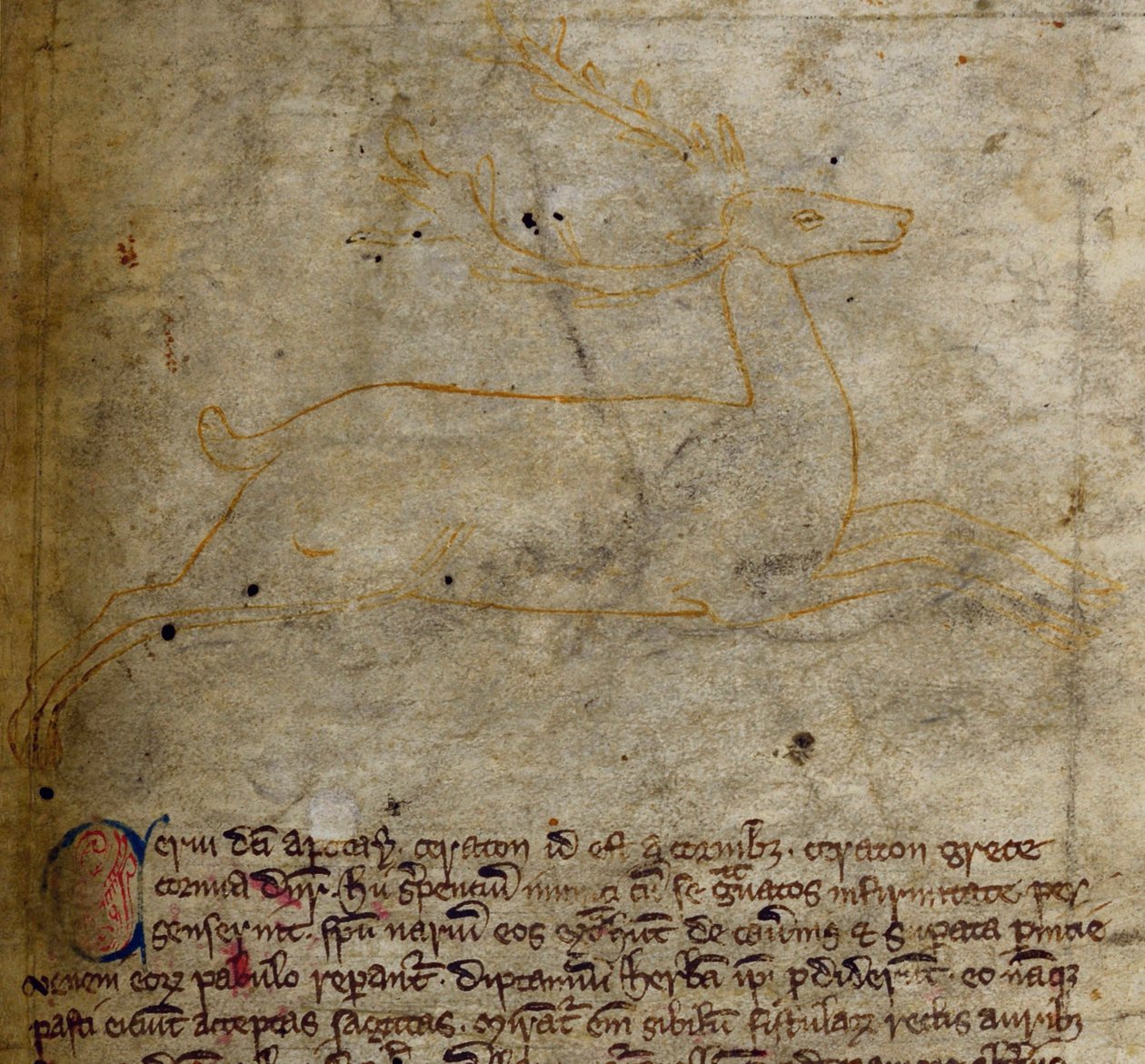 CCA-LitMs/D/10 fol. 1r Stag, från Bestiary av English School