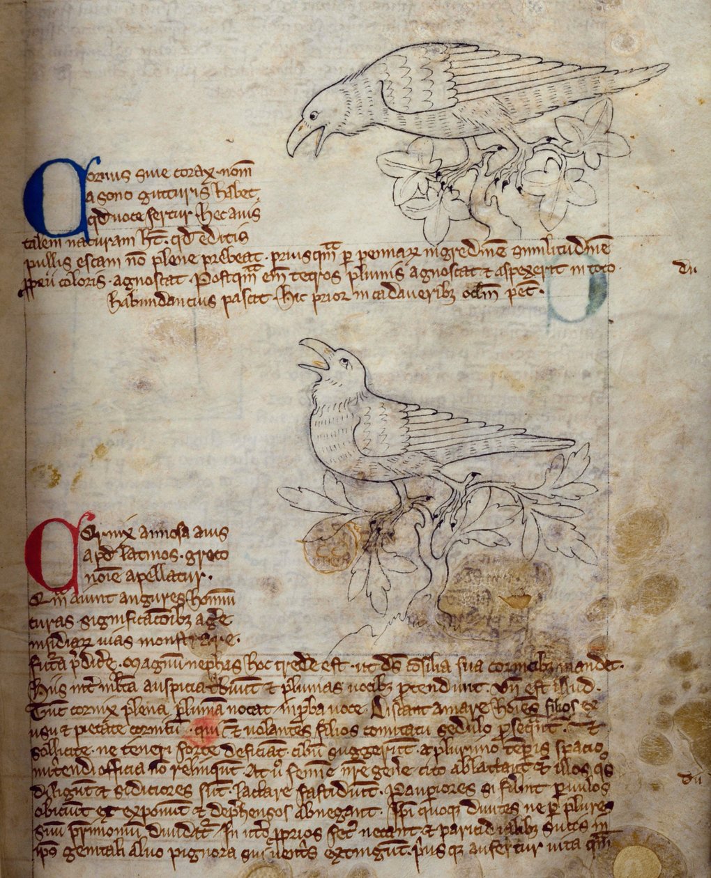 CCA-LitMs/D/10 fol. 20r Raven and Crow, från Bestiary av English School