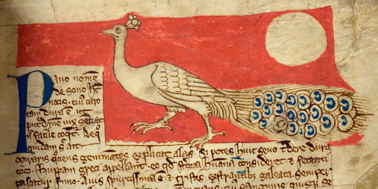CCA-LitMs/D/10 fol. 22r Peacock, från Bestiary av English School